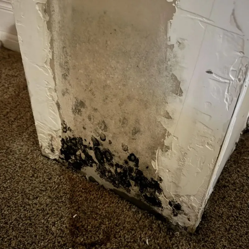 Professional Mold Removal in Davis County, IA